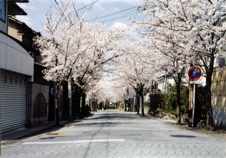桜の径 向日市観光協会サイト